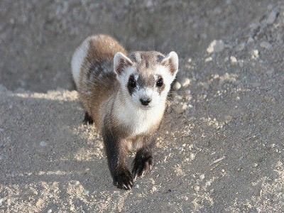 Sydney Ferrets