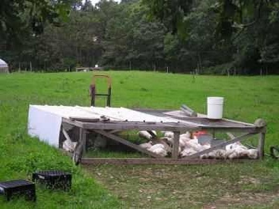 Wide Chicken Tractors In Backyard