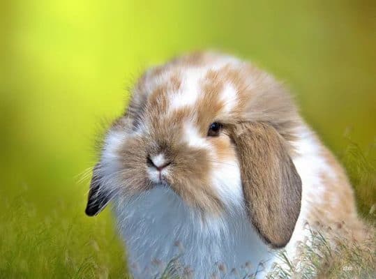 smallest pet rabbit breed