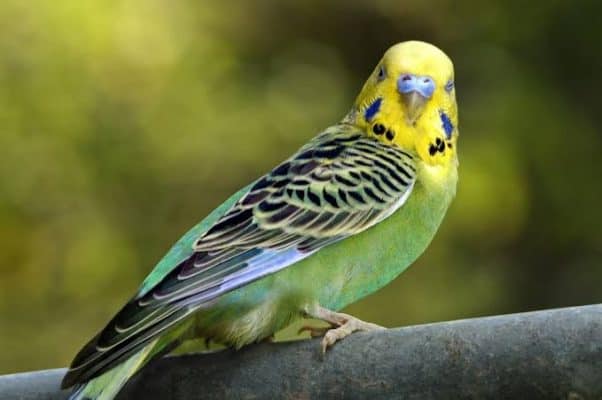 Budgies