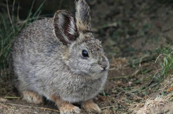 Columbia Basin Pygmy