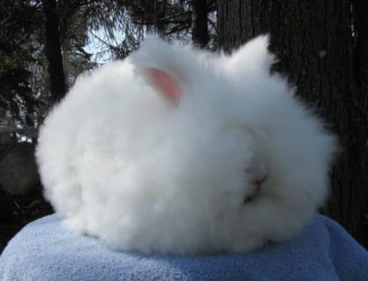 English Angora