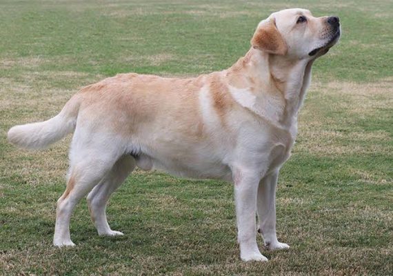 most gentle dog breeds