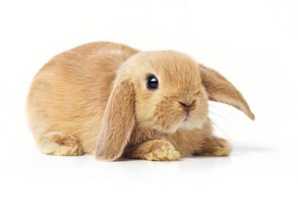 Miniature Cashmere Lop