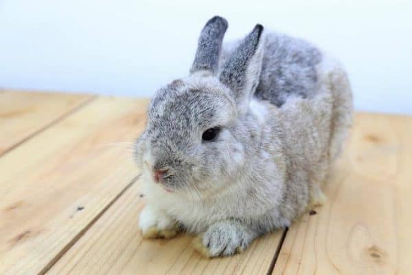 types of dwarf rabbits