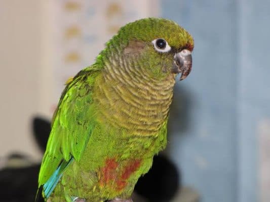 Pyrrhura Conures