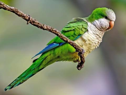 Quaker Parakeet