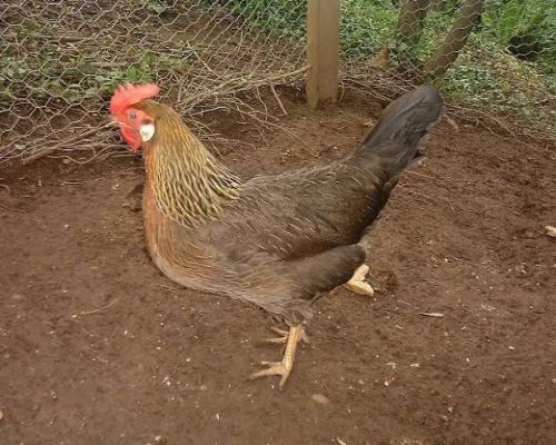 Single Comb Brown Leghorn