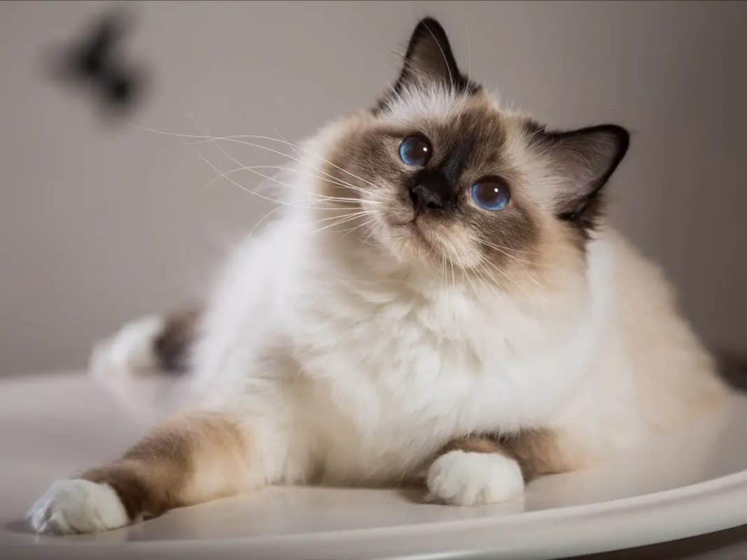 Cat breed list with pics cheap