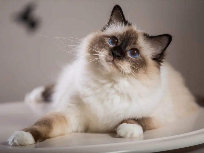 The Ultimate List Of Popular Cat Breeds In Australia [2020]