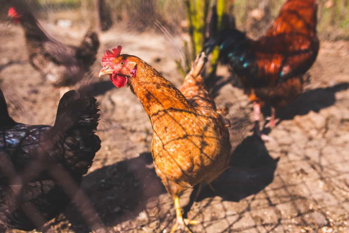 Chickens running freely