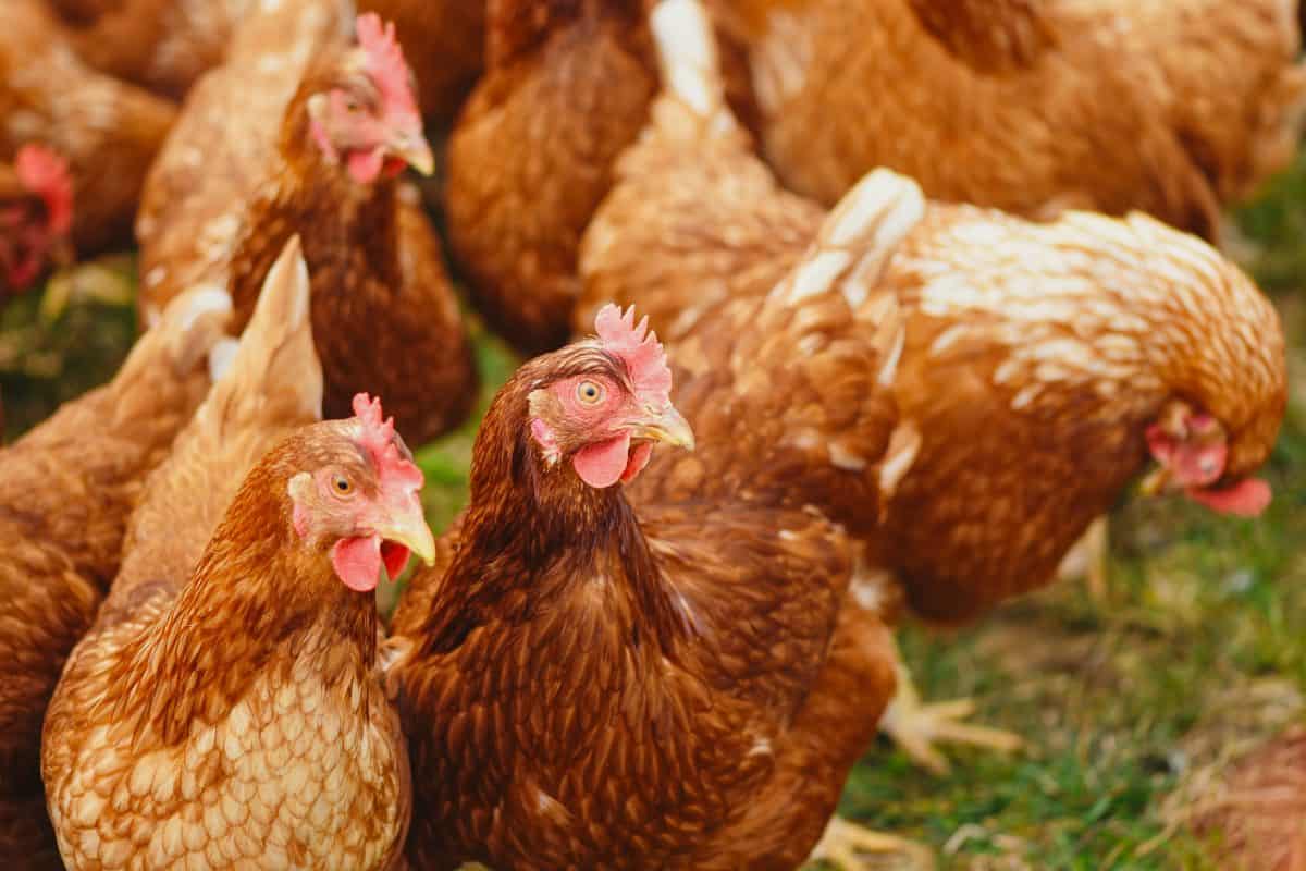 Flock of hens