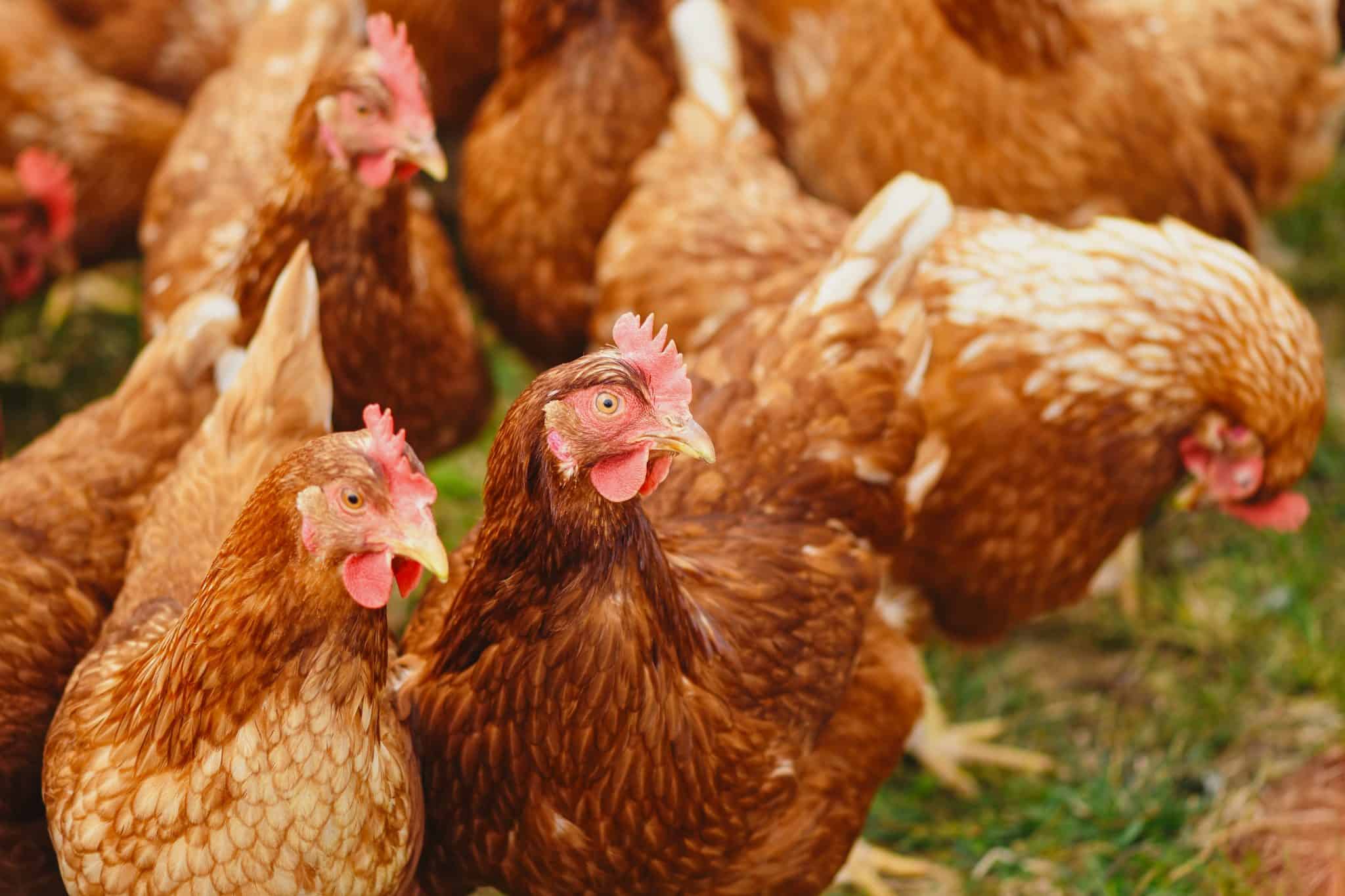 Where To Buy Chickens In Australia And How Much Are They?