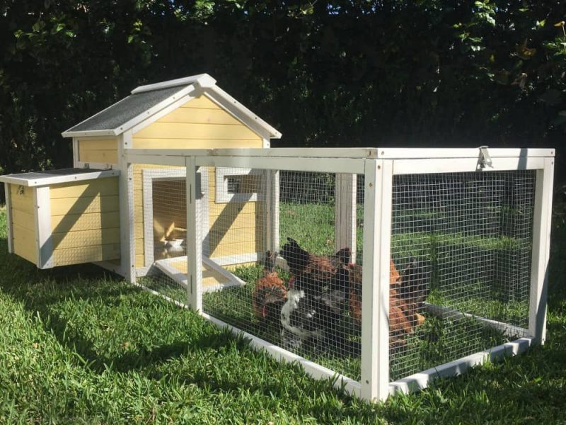 Chicken Coops For Sale Online Sydney Coops And Cages