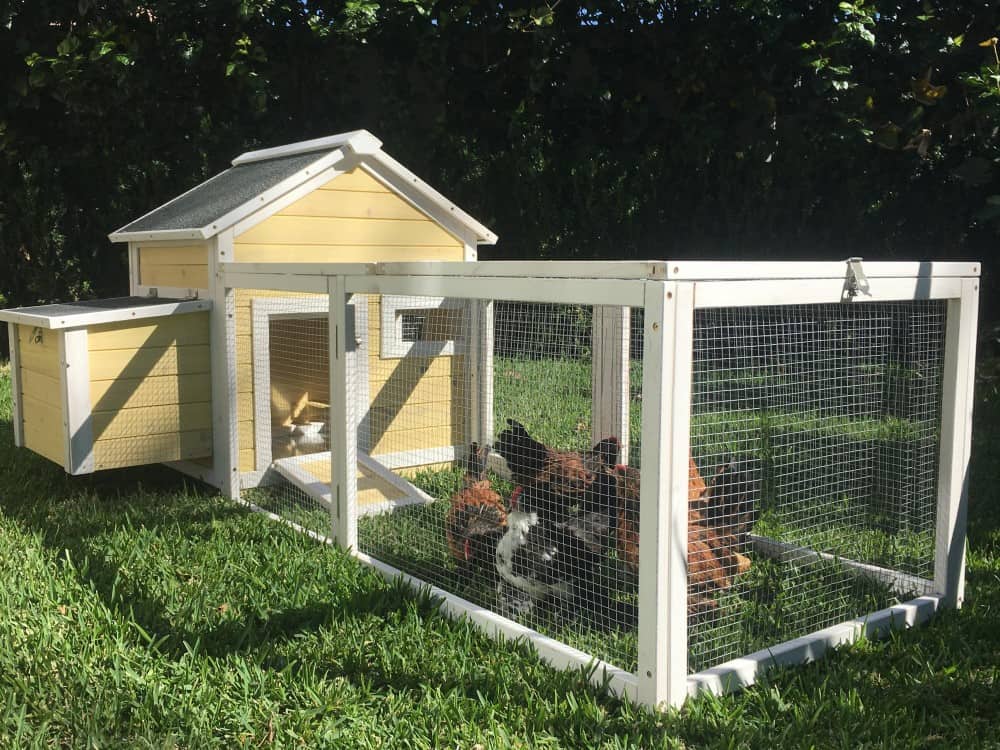 Cottage Coop with Bantam Chickens