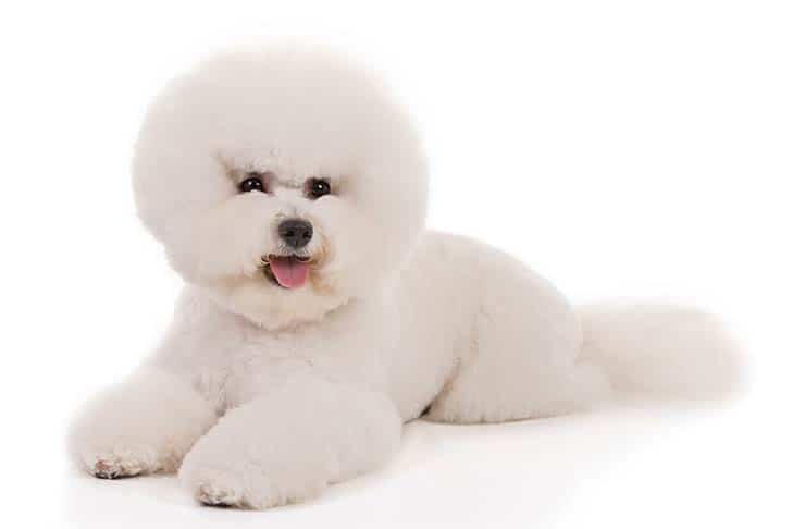 Bichon Frise