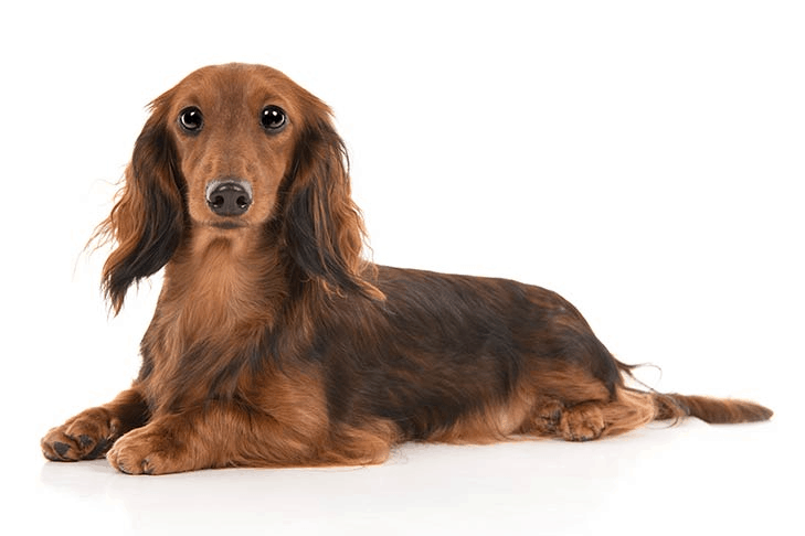 Dachshunds are recognisable by their long body and short legs