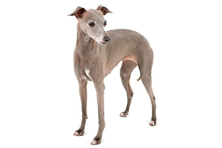 Italian Greyhound