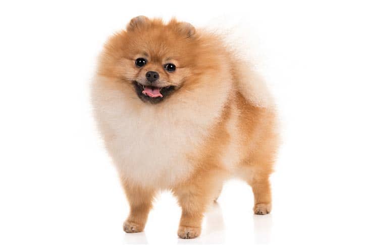 Pomeranian