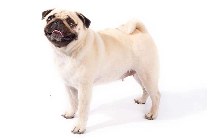 Pug