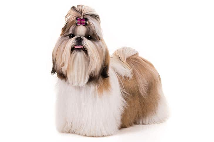 Shih Tzu