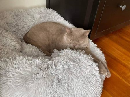 British Shorthair cat Large Calming Bed