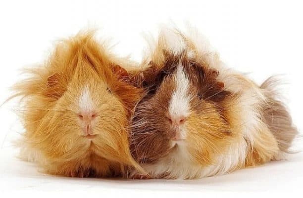 Abyssinian guinea pig breed