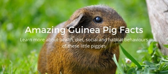 Amazing Guinea Pig Facts