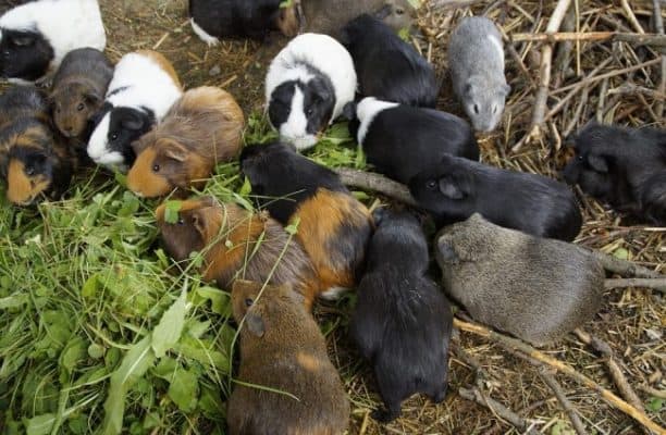 Breeding Guinea Pigs