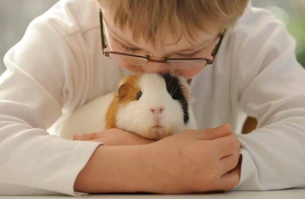 Caring for Guinea Pigs 2