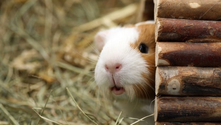 Guinea Pig Behavior