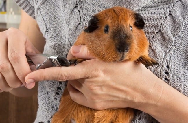 Guinea Pig Health