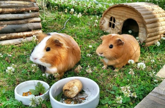 Guinea Pig Housing 1