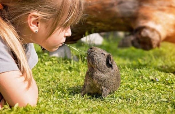 Guinea Pig as Pets