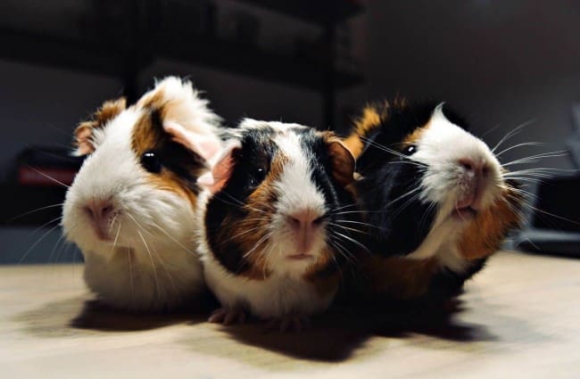 Guinea Pigs Facts