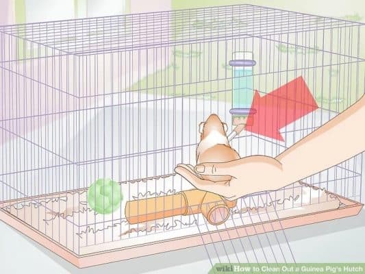 Guinea Pigs are returned to clean cage