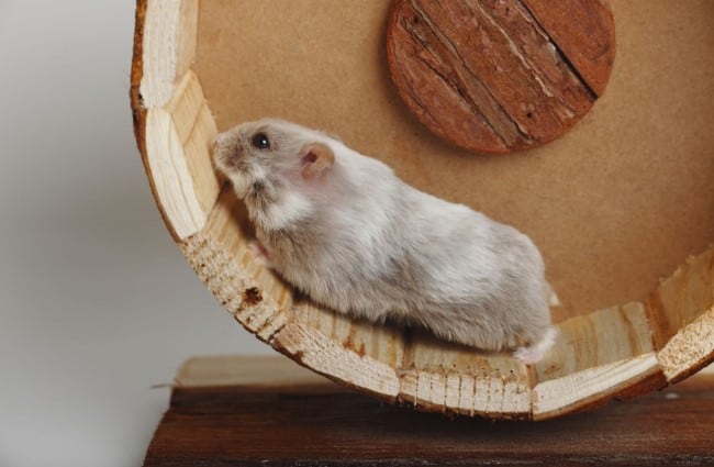 So Just What Is The Difference Between A Guinea Pig Vs Hamster