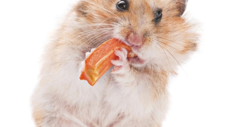 Hamster is eating a carrot