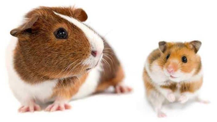 Hamster versus Guinea Pig - what's the difference