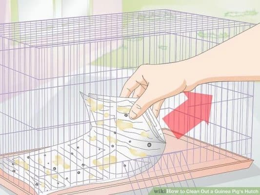 Remove any cage liners from tray