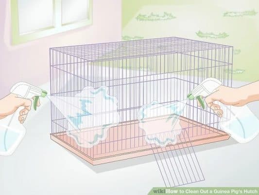 Asmr: Guinea Pig Cage Spot Cleaning | Guineadad - Youtube