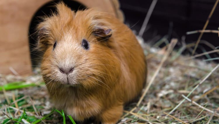 Time to clean the guinea pig cage