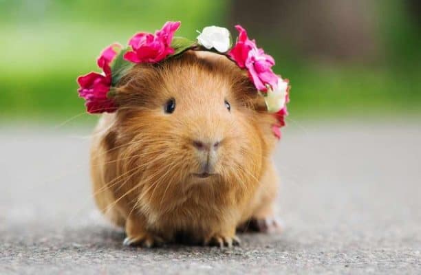 how much are guinea pigs to buy