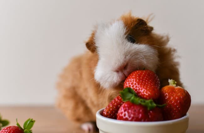 what do guinea pigs eat