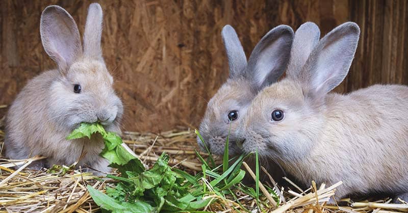 Breeding Guinea Pigs