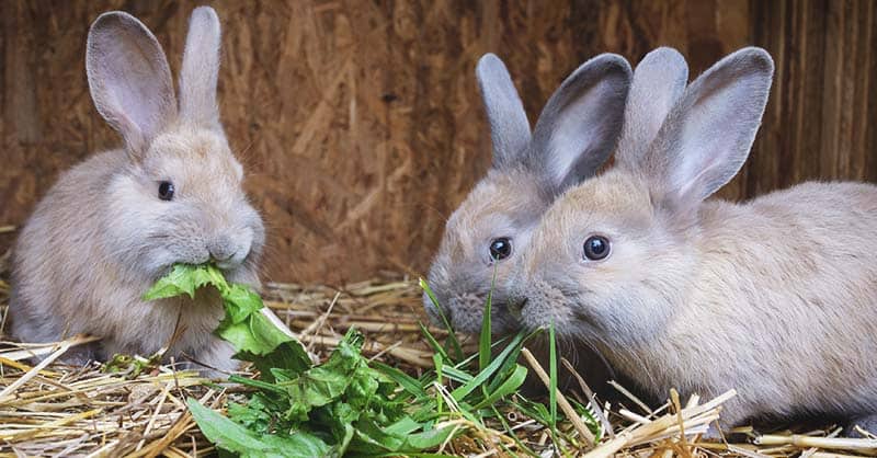 Breeding Rabbits