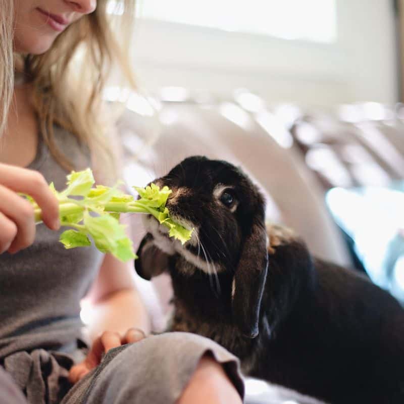 Can Rabbits Eat Celery