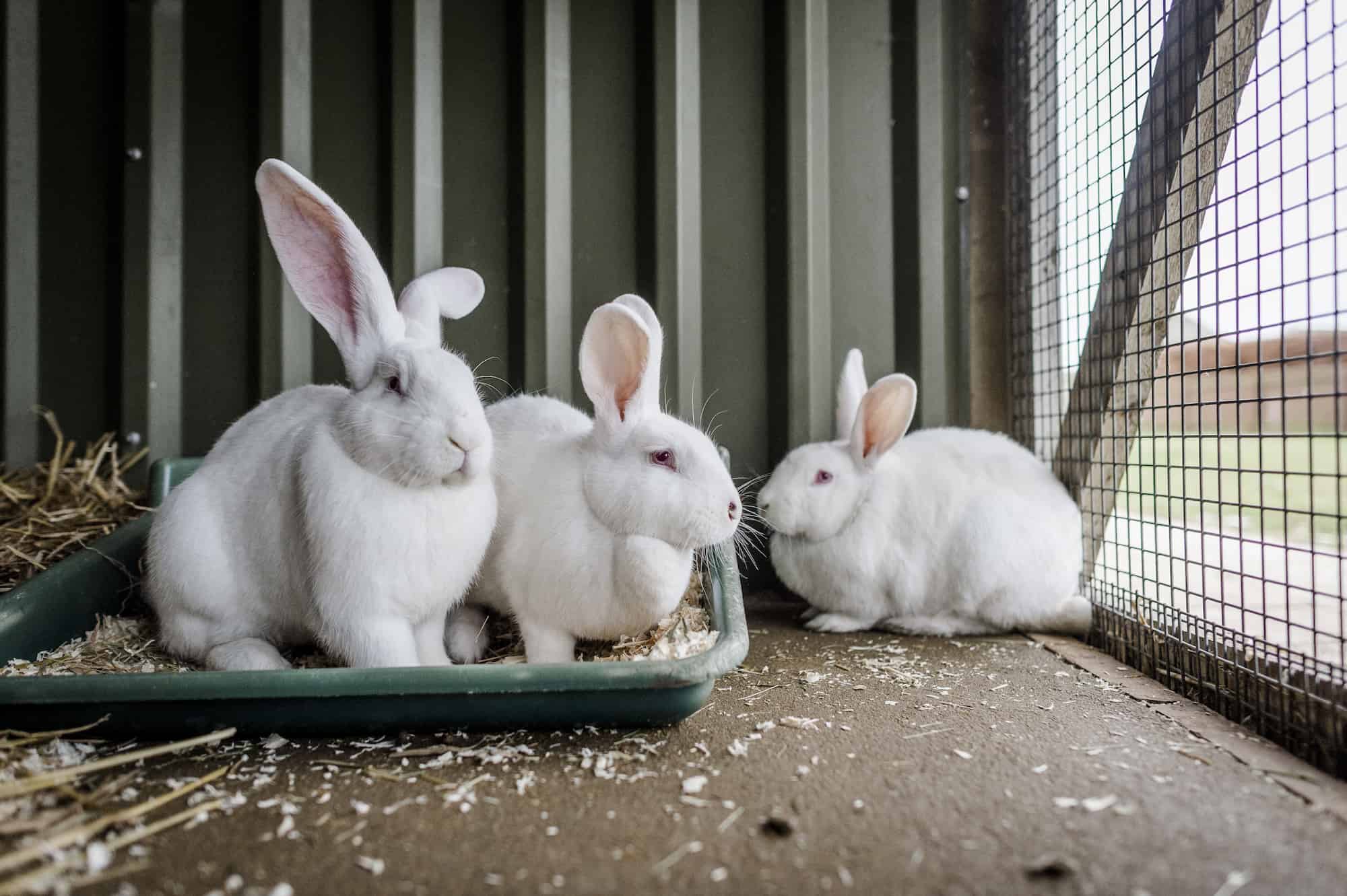 Housing Your Rabbits