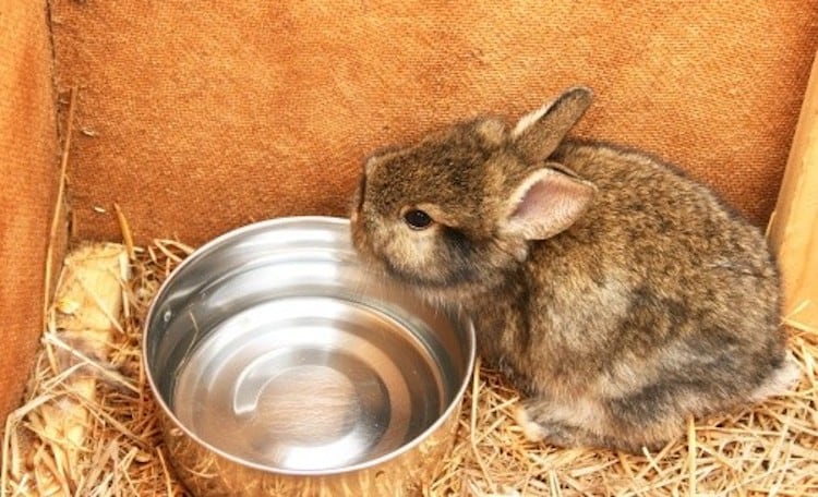 How Important Is Water for Rabbits?