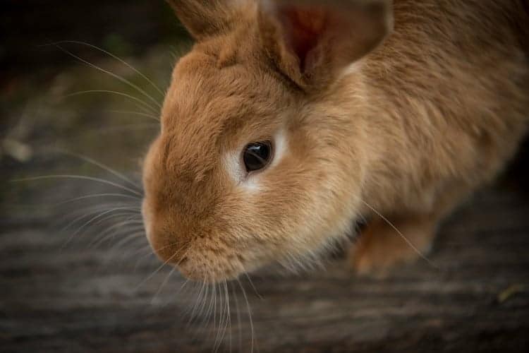 Keeping Your Rabbits Healthy